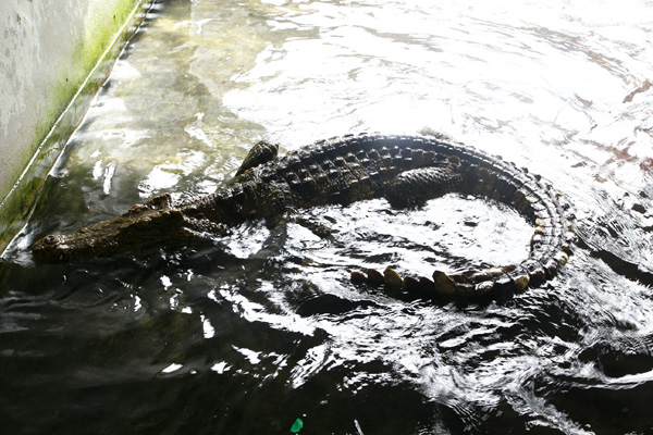 Крокодиловое и змеиное шоу на Ко Чанге