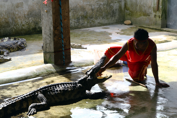 Крокодиловое и змеиное шоу на Ко Чанге