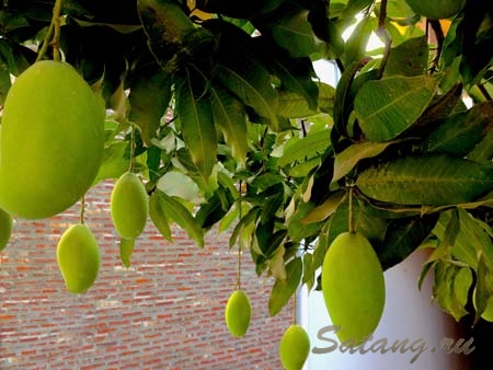 Спелые манго зреют в городе на деревьях!