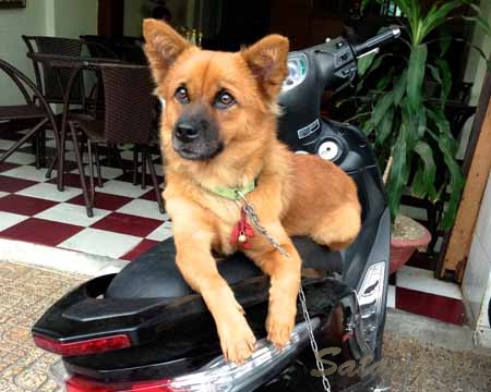 Путешествие с собакой в Таиланд - более чем возможно!