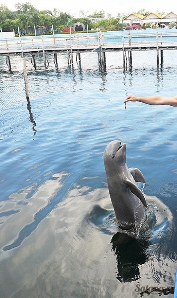 Дельфины в Лэм Синге Чантабури