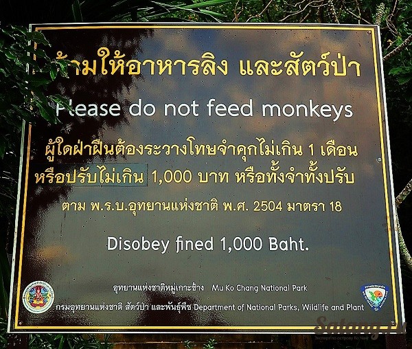 Почему-нельзя-кормить-обезьян-важно