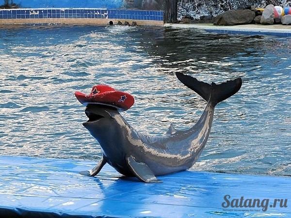 Шоу дельфинов поражает особенно детей!